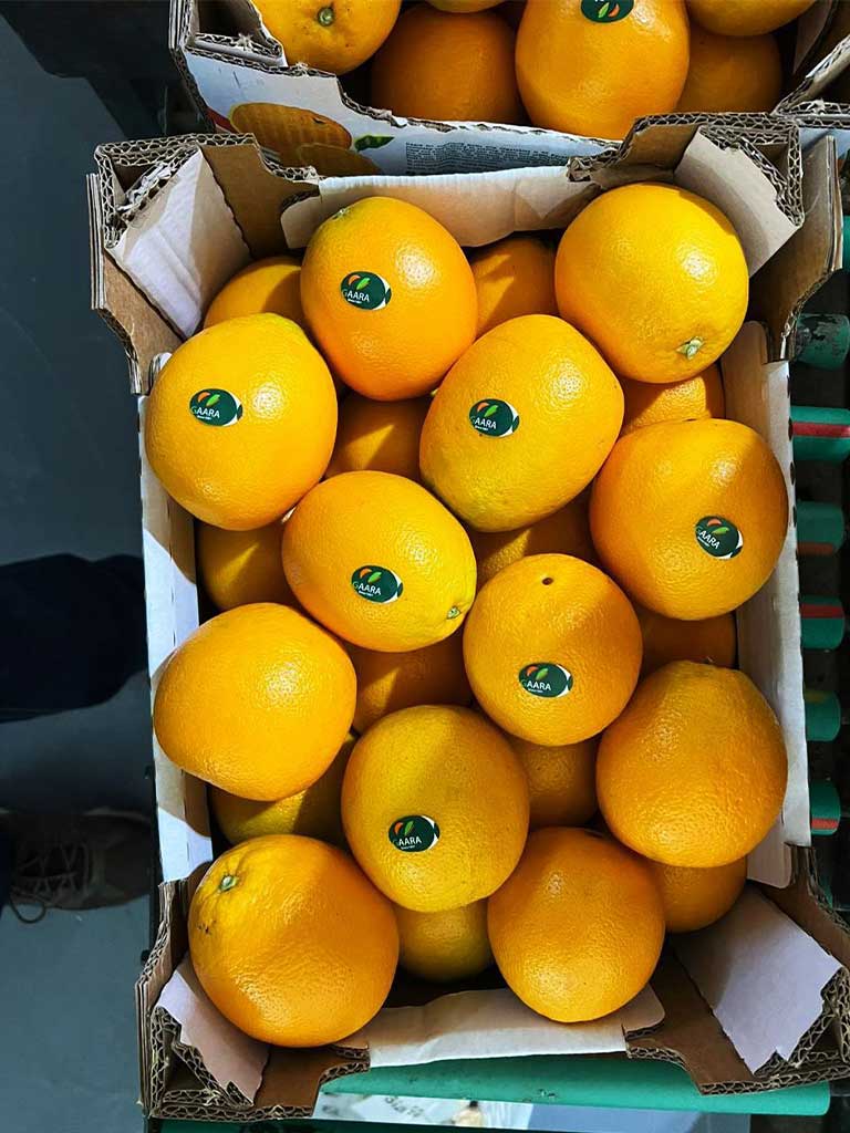 Egyptian Valencia oranges packed for export