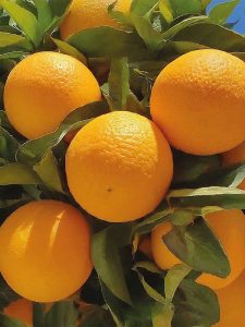 Ripe Egyptian oranges growing on the tree with green leaves, cultivated for fresh export markets.