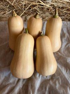 Butternut Squash