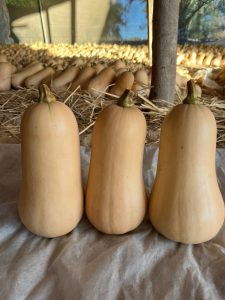 Butternut Squash