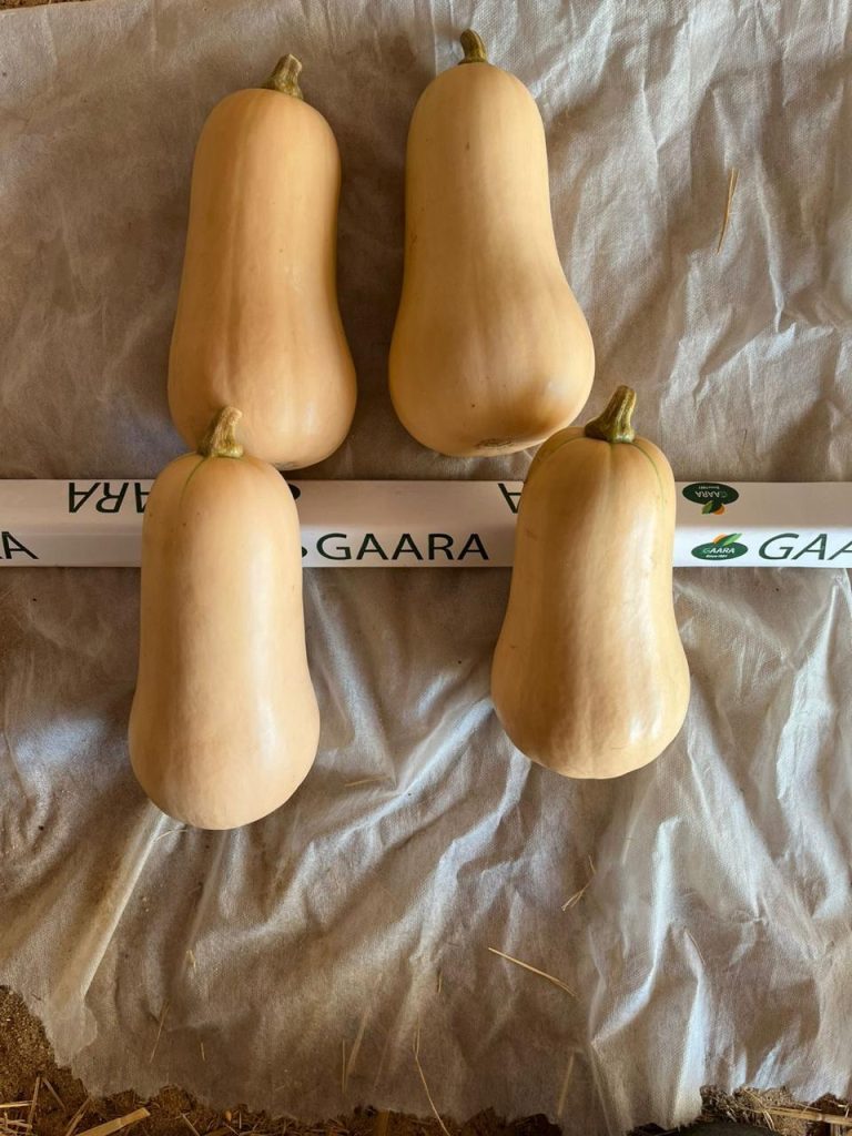 Butternut Squash