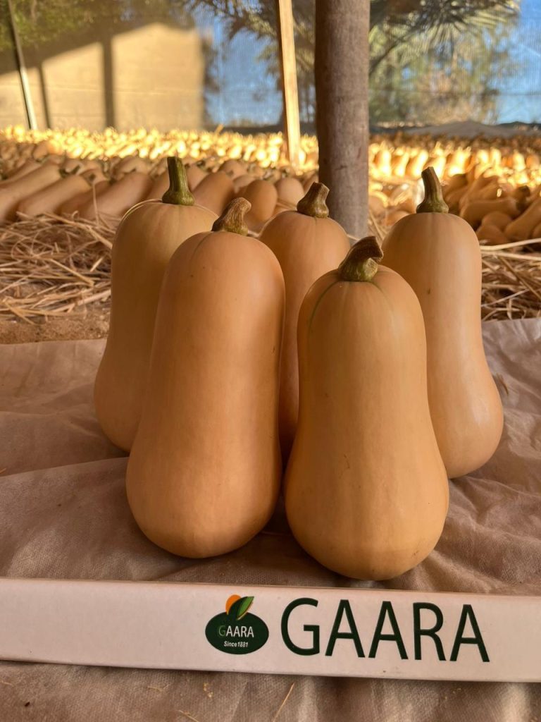 Butternut Squash