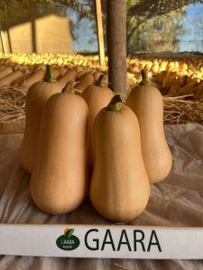Butternut Squash