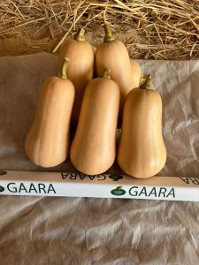 Butternut Squash