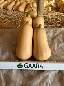 Butternut Squash