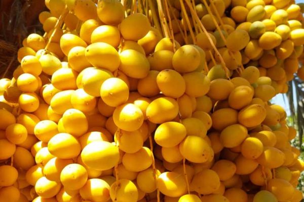 Egyptian Dates for Importers: Egypt and Barhi for Export