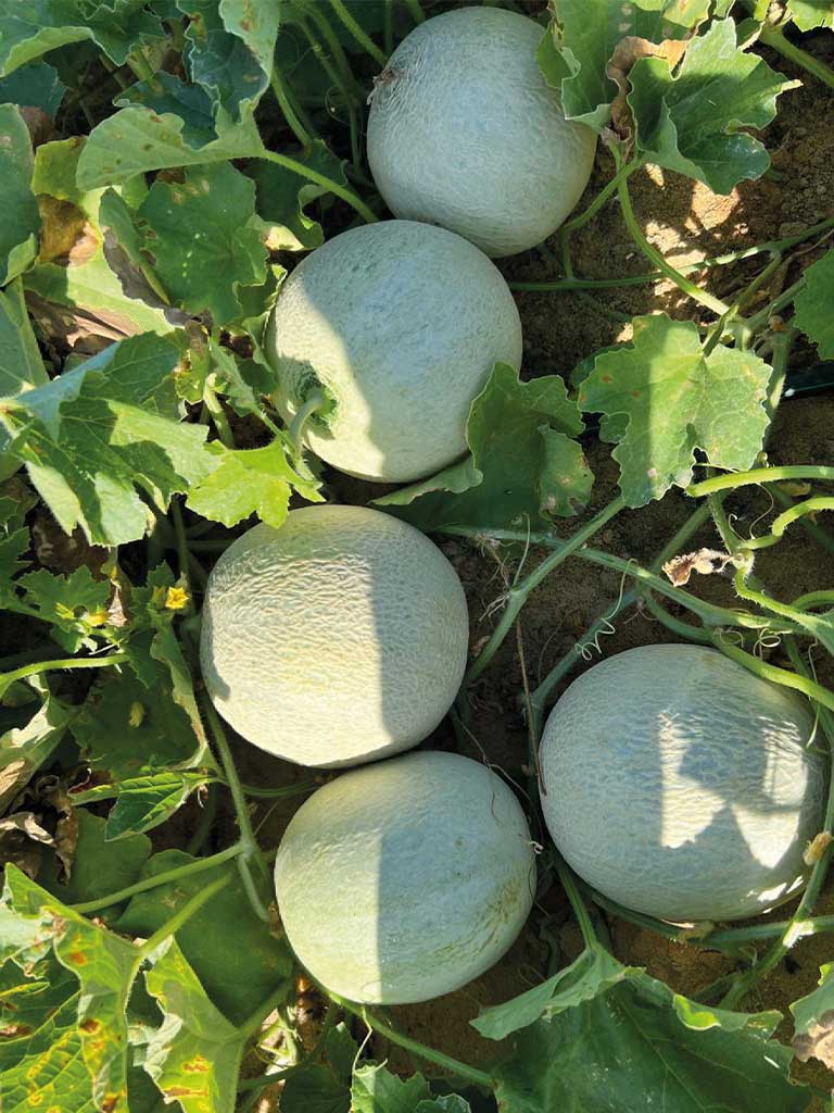 Egyptian Harper Melon