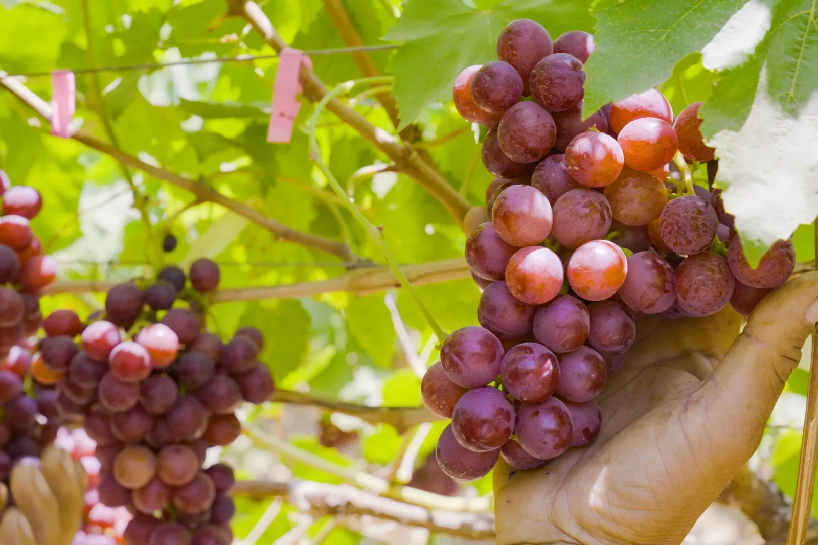Flame Seedless Grapes from Egypt | Gaara Export