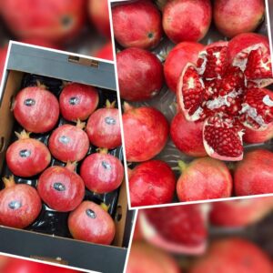 Export-quality pomegranates arranged in protective packaging by Gaara Export